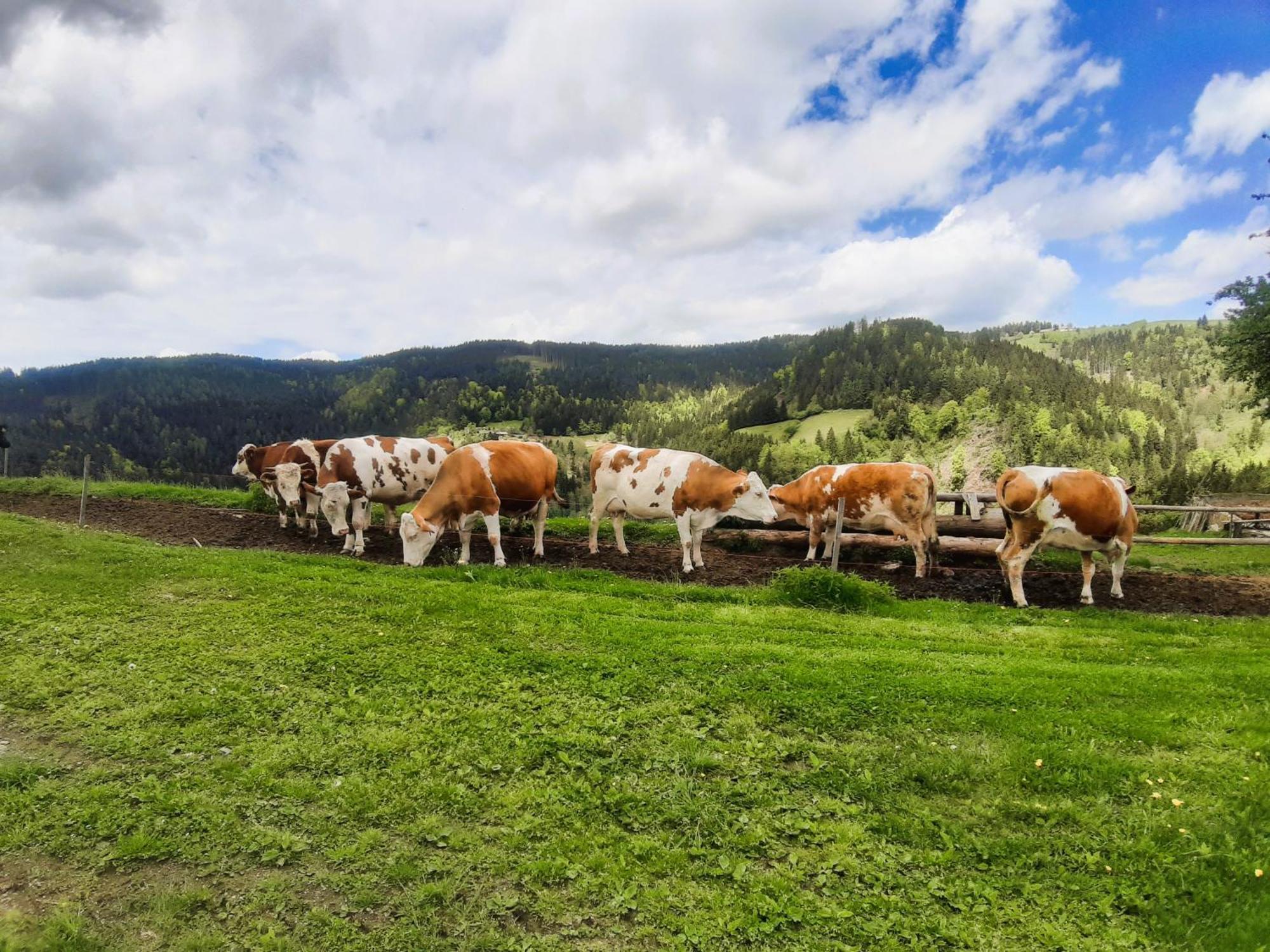 Apartments Organic Tourist Farm Gradisnik Prevalje Экстерьер фото